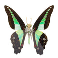 150PCS+ Steampunk 3D Metal Graphium Sarpedon Linnaeue Model DIY Kits