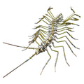 Biochemical Mechanical Scutigera Metal Model Building Kits Insect Art