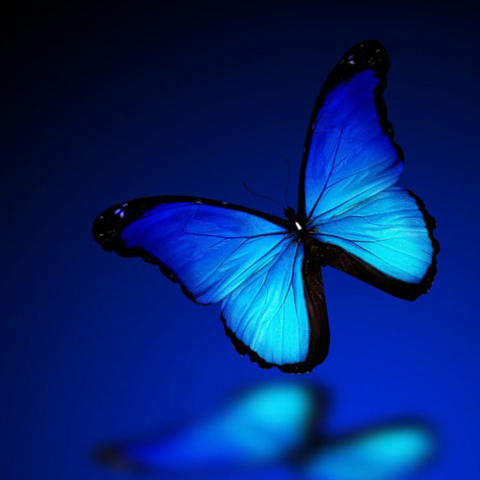 Blue Morpho Butterfly With White  Photo Frame Steampunk Specimen Model