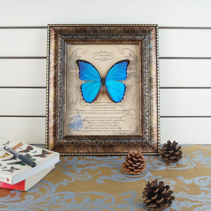 Blue Morpho Butterfly With White  Photo Frame Steampunk Specimen Model