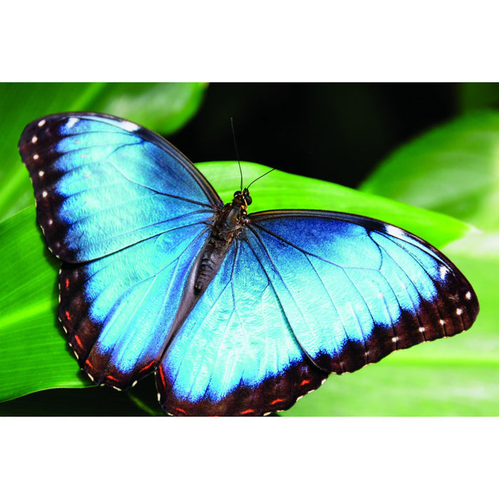 Blue Morpho Butterfly With White  Photo Frame Steampunk Specimen Model