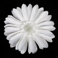 Daisy Large Paper Flower, White, 12-Inch