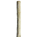 Natural Birch Wood Pole, 1-Inch x 48-Inch