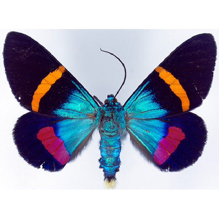 Orange Banded Blue Ruler Moth Milionia Basalis + Light Vortex Butterfly Diaethria Neglecta Framed Steampunk Specimen