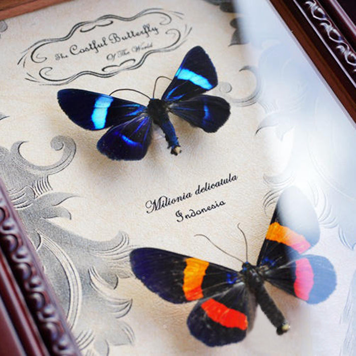 Orange Banded Blue Ruler Moth Milionia Basalis + Light Vortex Butterfly Diaethria Neglecta Framed Steampunk Specimen