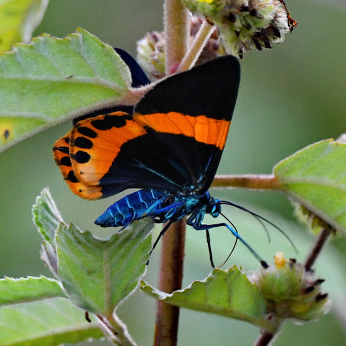 Orange Banded Blue Ruler Moth Milionia Basalis + Light Vortex Butterfly Diaethria Neglecta Framed Steampunk Specimen