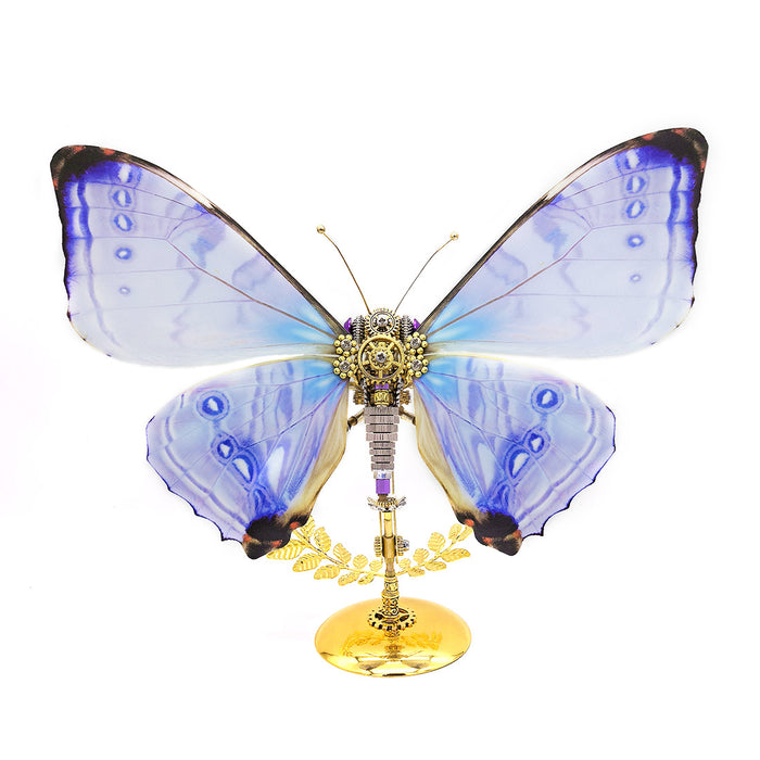 Morpho sulkowskyi