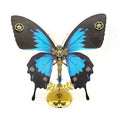 Paradise Swallowtail