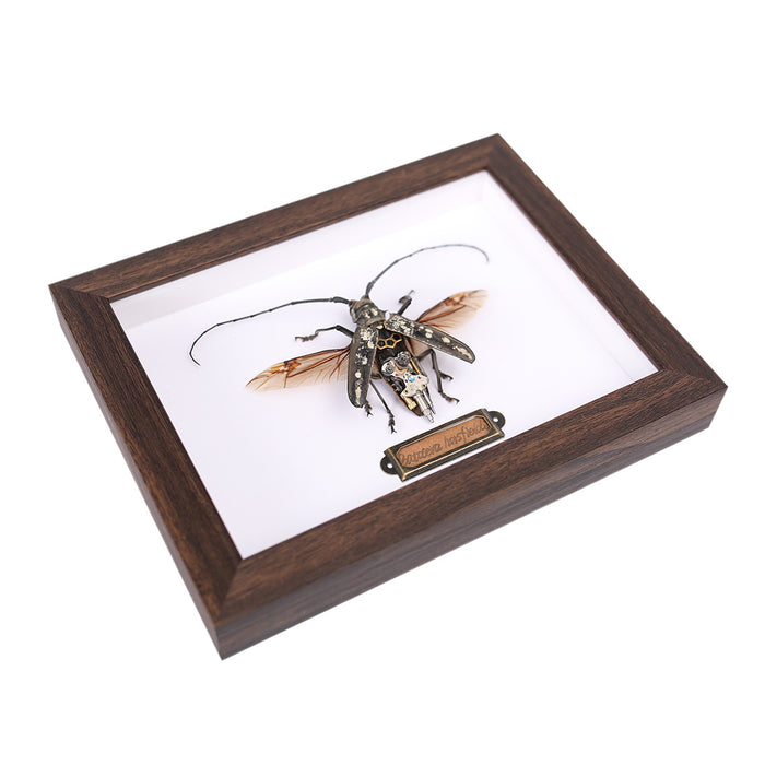 Steampunk Brown Long-horned  Beetle Batocera Horsfieldi Bug Insect
