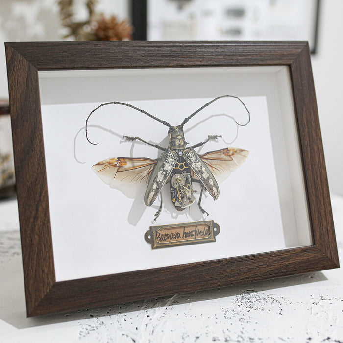 Steampunk Brown Long-horned  Beetle Batocera Horsfieldi Bug Insect