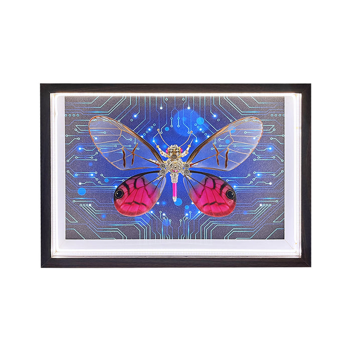 Cithaerias Aurorina