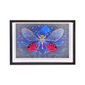Cithaerias Aurorina