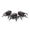 Three glossy black beetle toy figures arranged together on a plain white background.